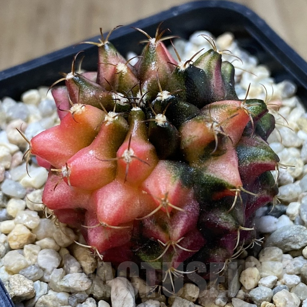 SHPR40079 Gymnocalycium mihanovichii ‘Transformer’ f. variegata hybrid, seedling - 画像 (2)