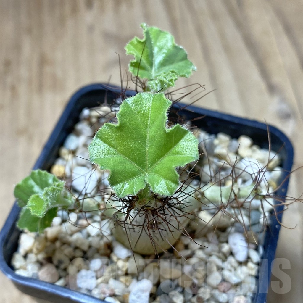 SHPR40129 Jatropha marginata - Image 2