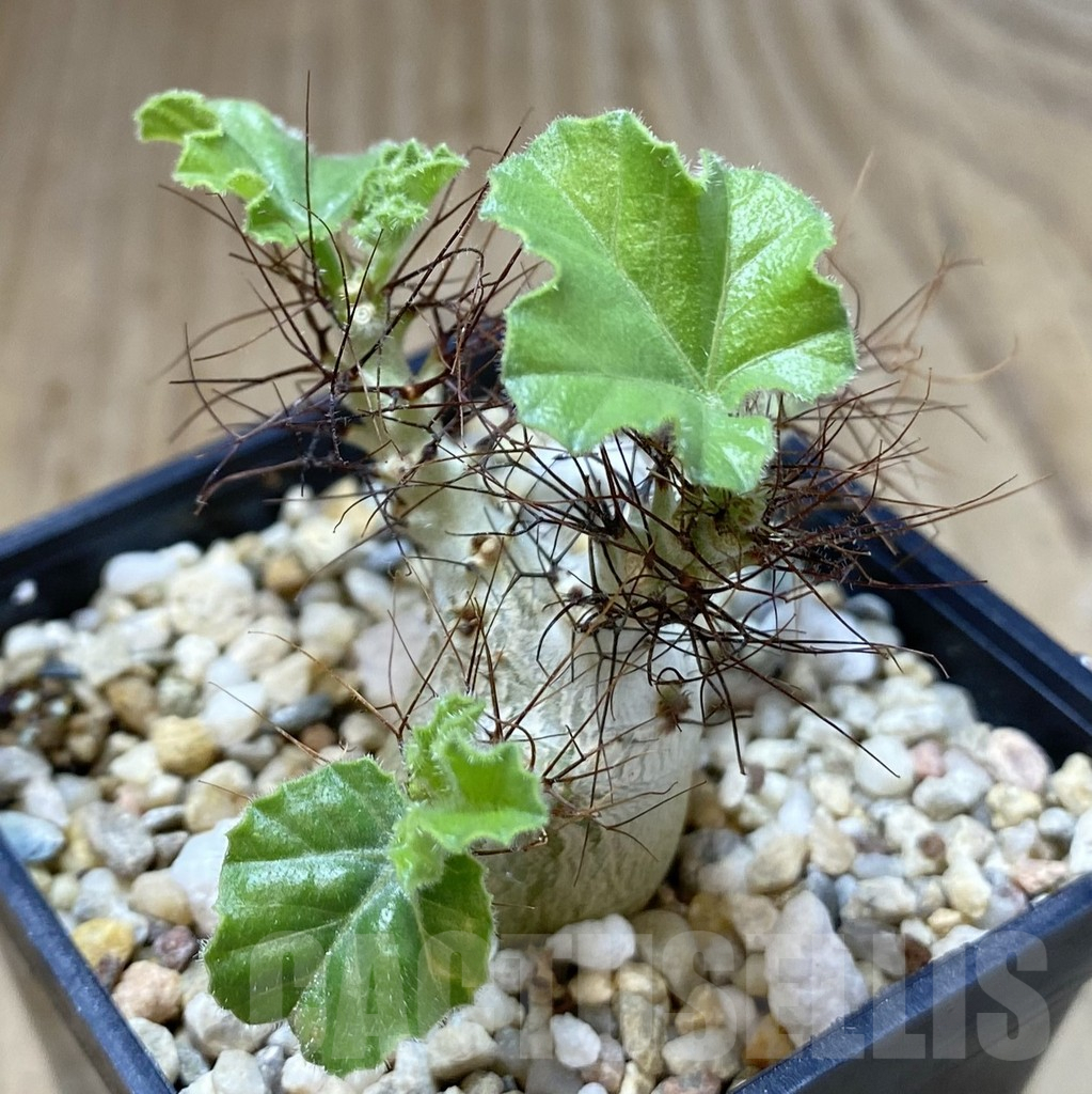 SHPR40129 Jatropha marginata