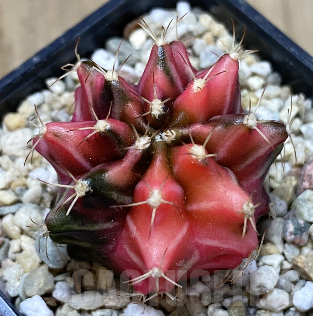 SHPR40080 Gymnocalycium mihanovichii ‘Transformer’ f. variegata hybrid, seedling