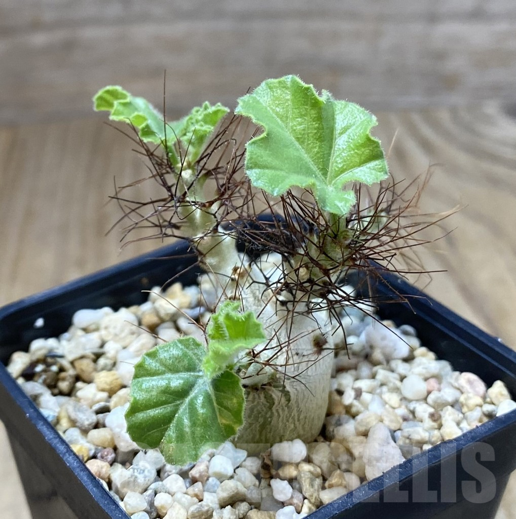 SHPR40129 Jatropha marginata - Image 3