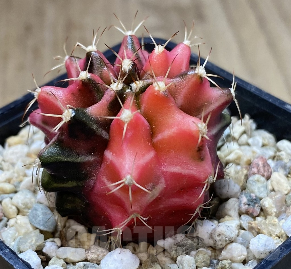 SHPR40080 Gymnocalycium mihanovichii ‘Transformer’ f. variegata hybrid, seedling - Imagen 2