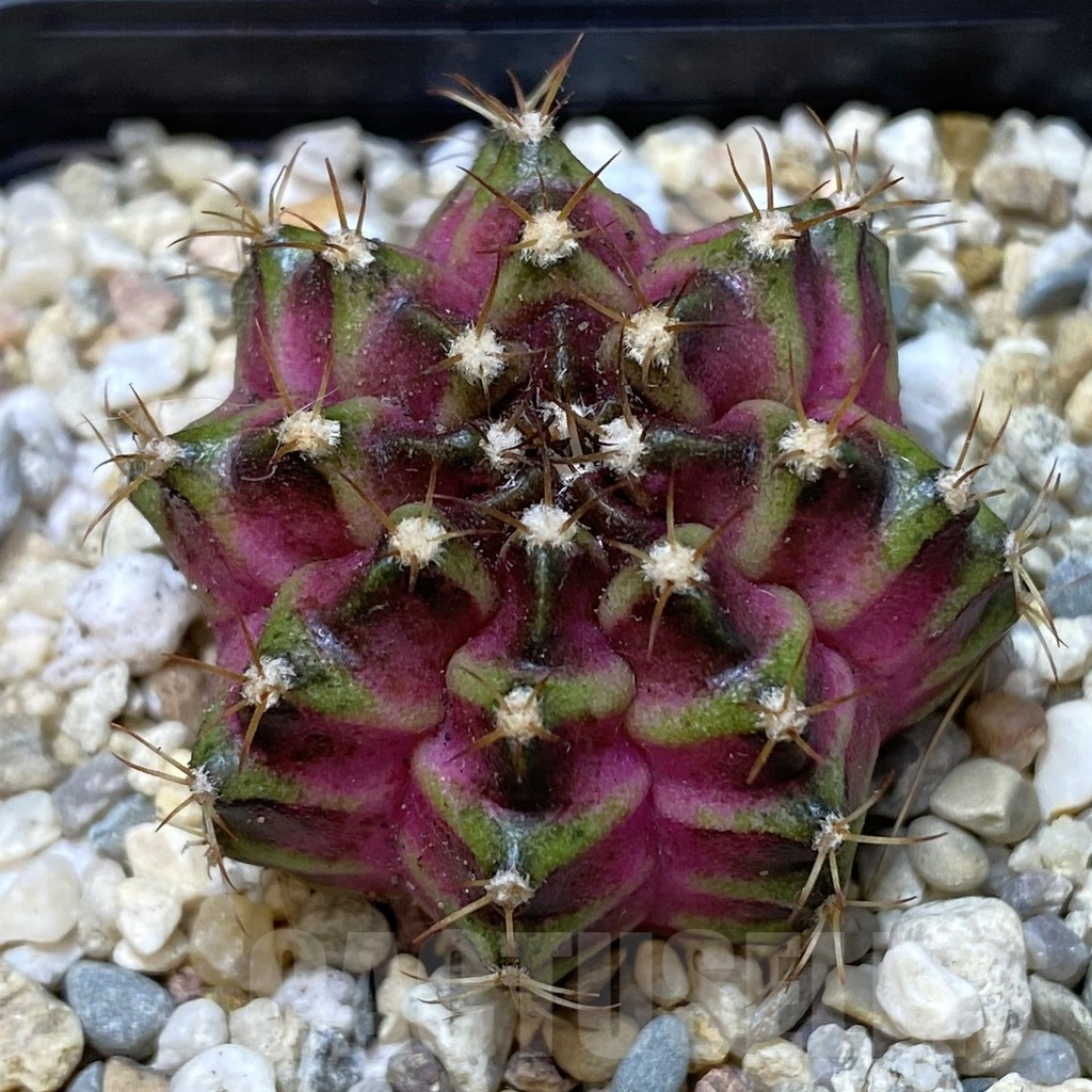 SHPR40089 Gymnocalycium mihanovichii T-lux, seedling