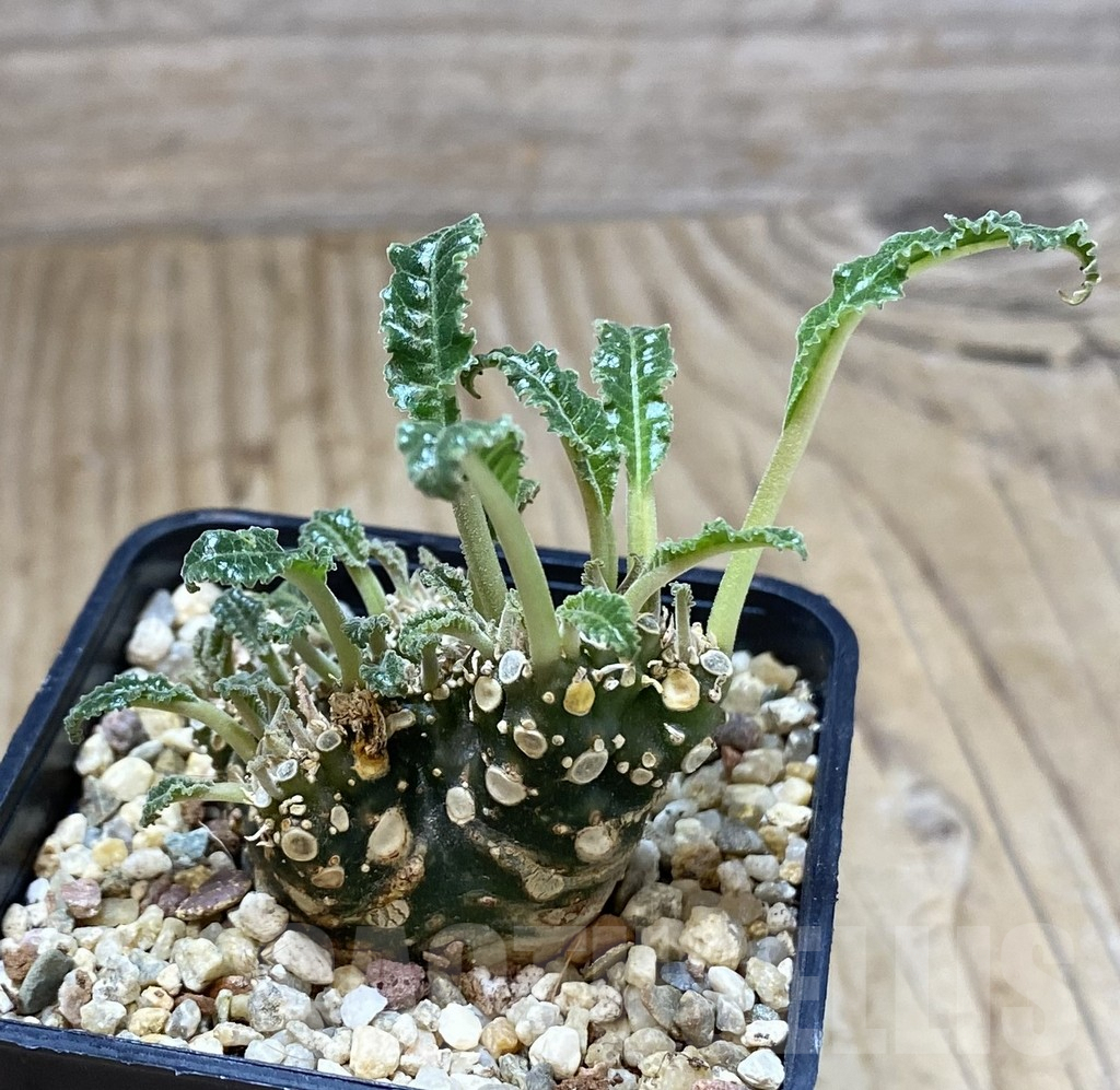 SHPR40130 Dorstenia foetida f. cristata - Image 2