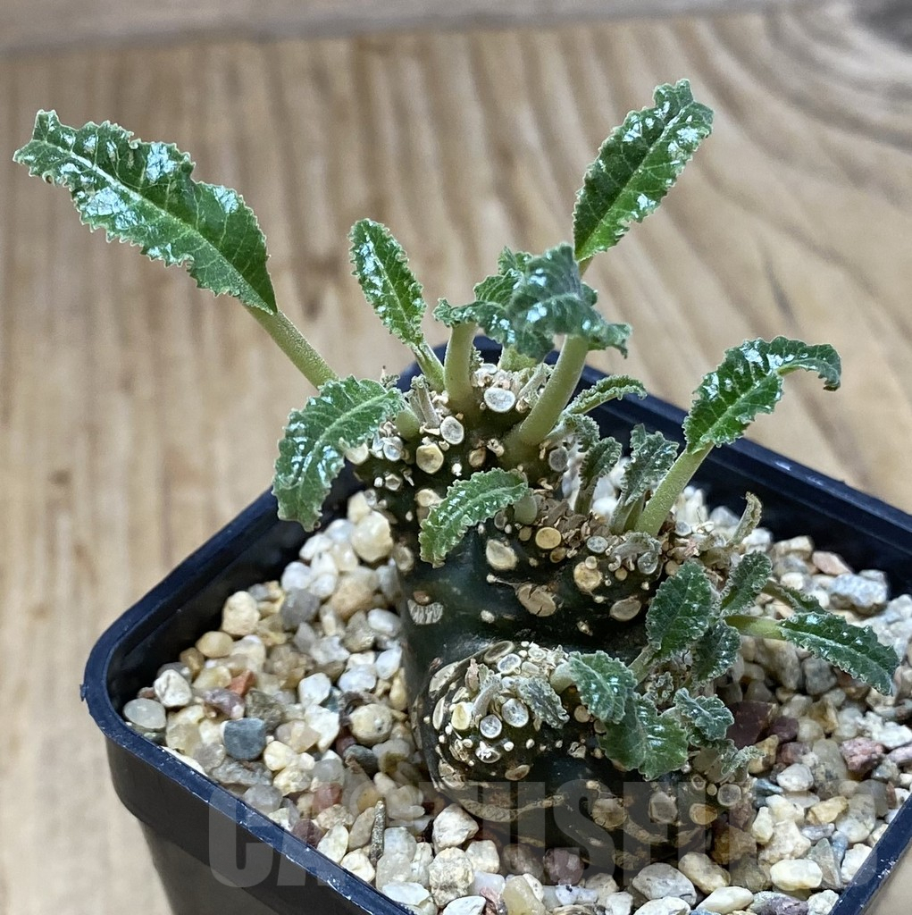 SHPR40130 Dorstenia foetida f. cristata