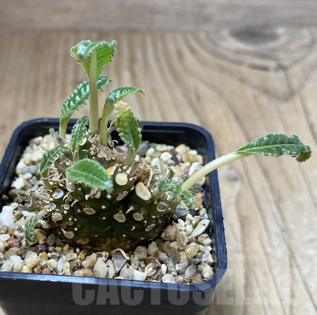 SHPR40131 Dorstenia foetida f. cristata - Imagen 2