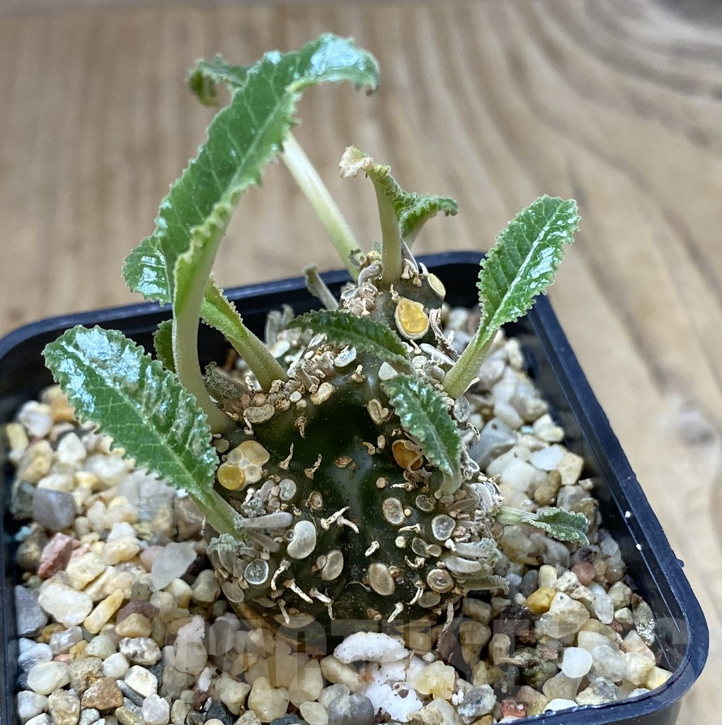 SHPR40131 Dorstenia foetida f. cristata