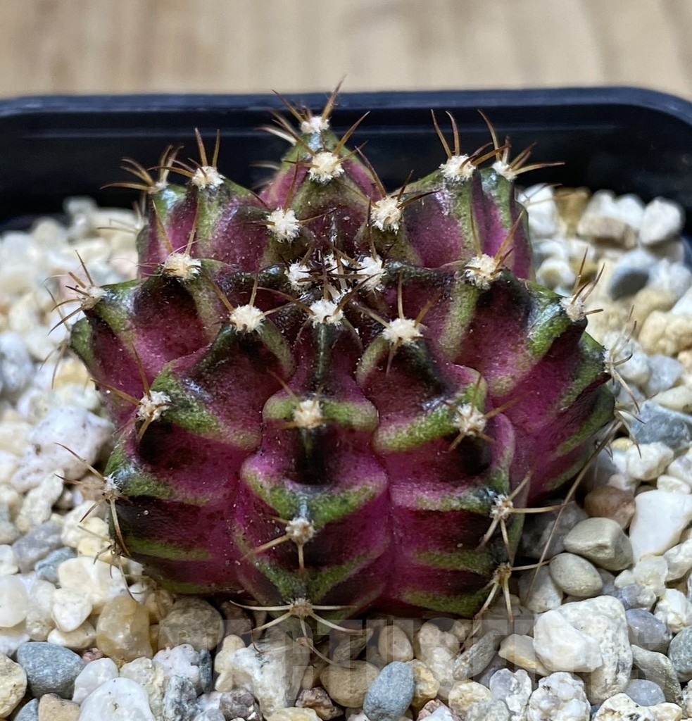 SHPR40089 Gymnocalycium mihanovichii T-lux, seedling - immagine 2