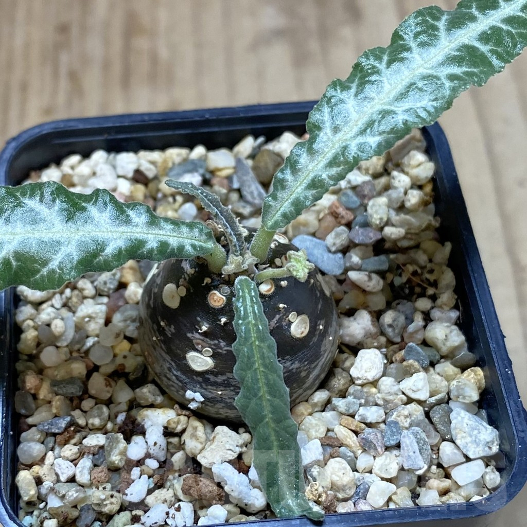 SHPR40133 Dorstenia lancifolia