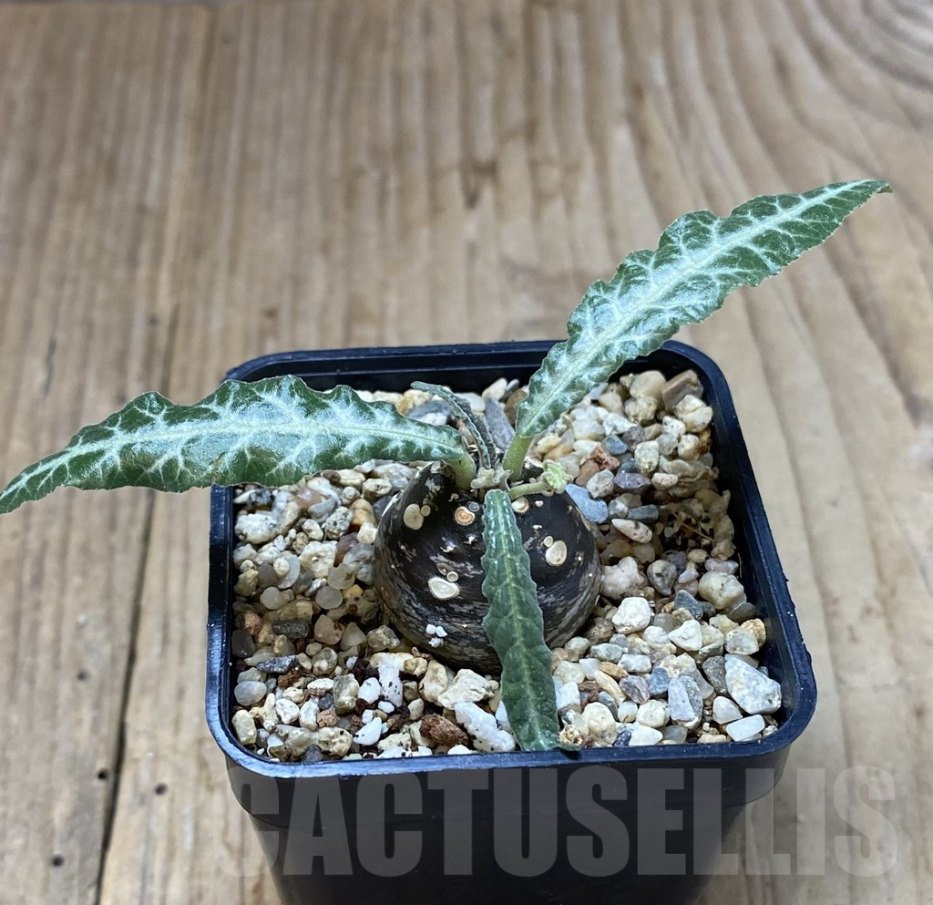 SHPR40133 Dorstenia lancifolia - immagine 2