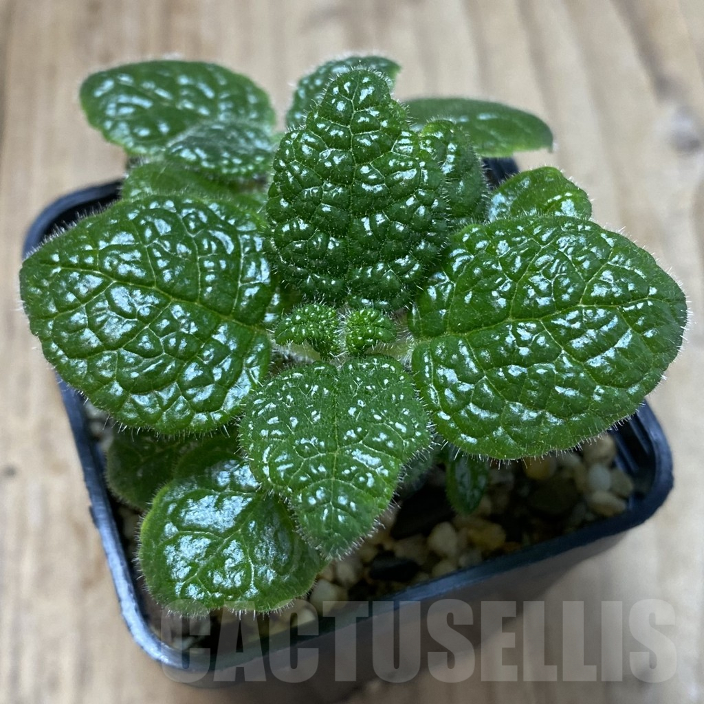 SHPR40136 Sinningia bullata