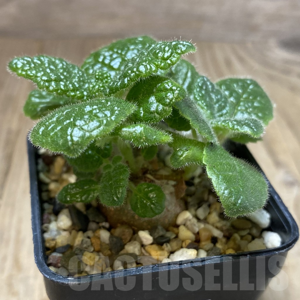 SHPR40136 Sinningia bullata - immagine 2