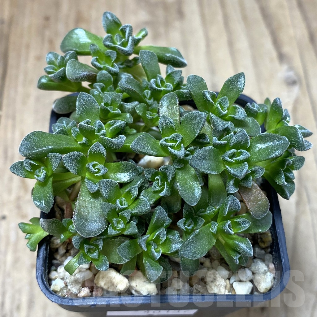 SHPR40137 Crassula ‘Fernwood’