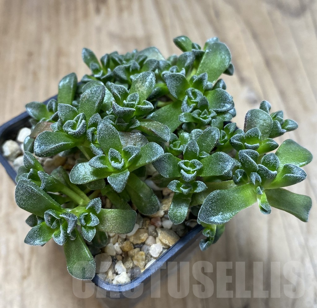 SHPR40137 Crassula ‘Fernwood’ – Image 2