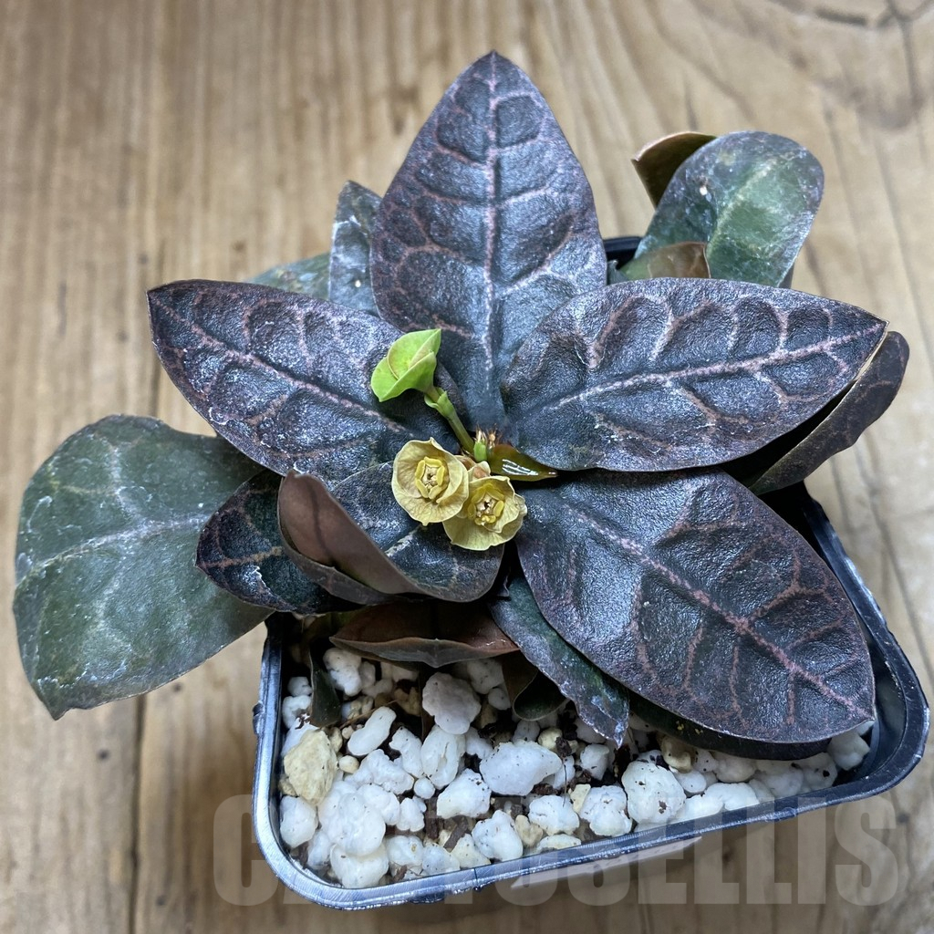 SHPR40138 Euphorbia francoisii hybrid