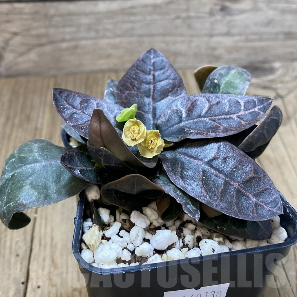 SHPR40138 Euphorbia francoisii hybrid - Зображення 2