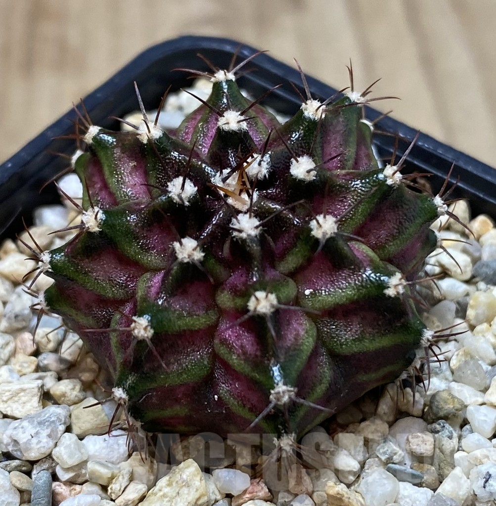 SHPR40090 Gymnocalycium mihanovichii T-lux, seedling