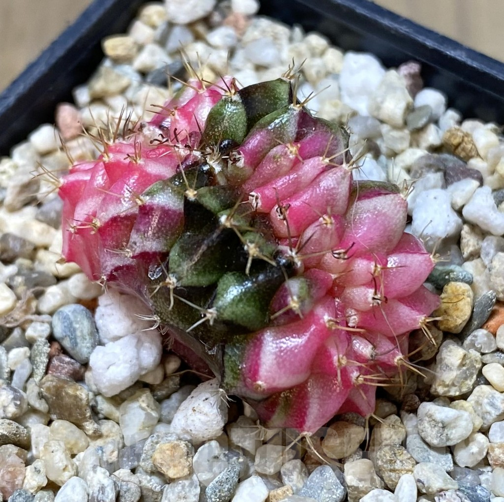 SHPR40092 Gymnocalycium mihanovichii f. cristata variegata