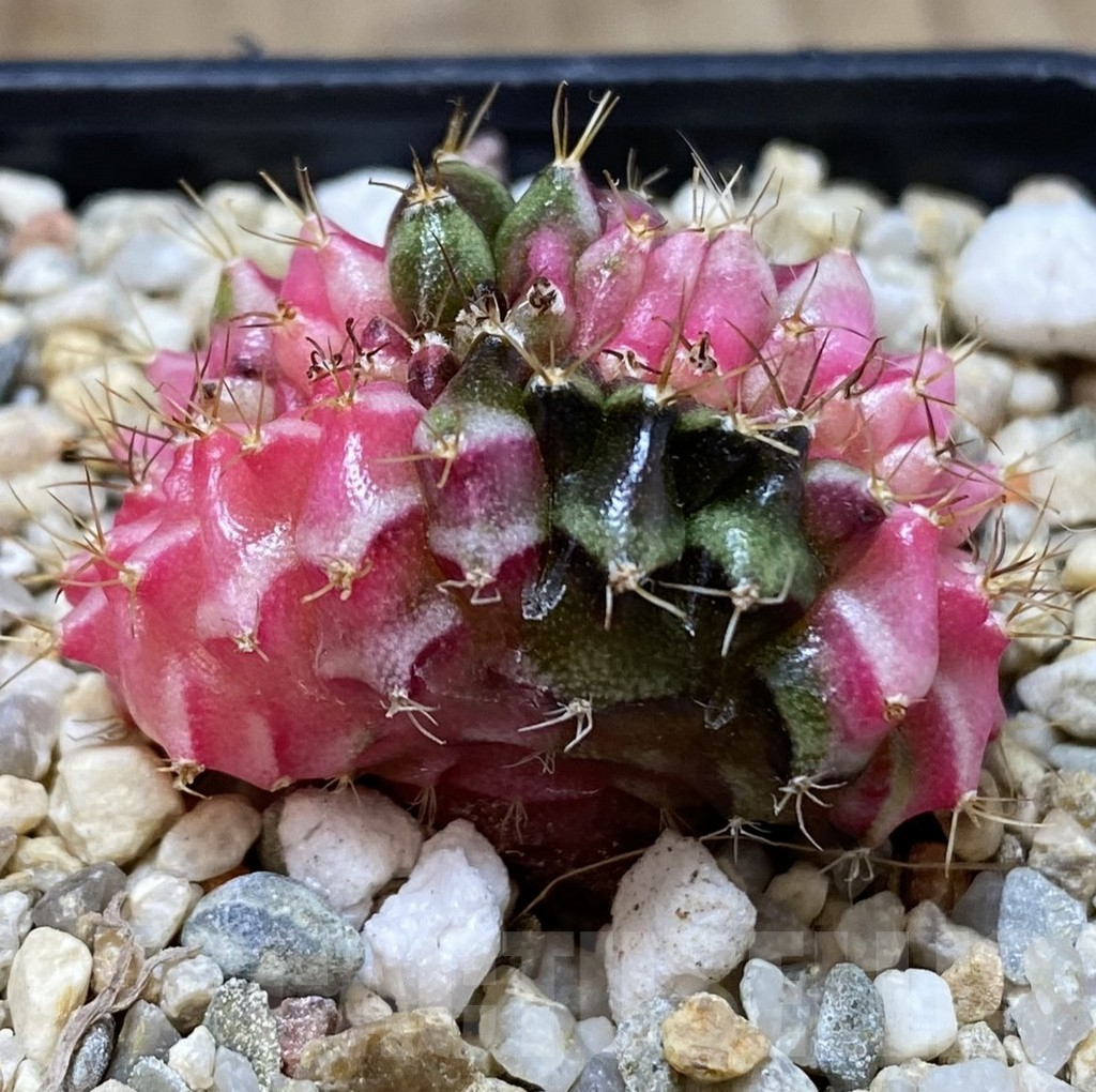 SHPR40092 Gymnocalycium mihanovichii f. cristata variegata – Bild 2