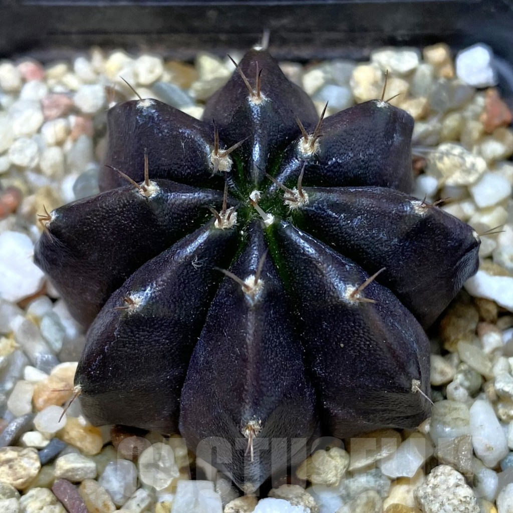 SHPR40093 Gymnocalycium mihanovichii ‘Black Widow’ seedling