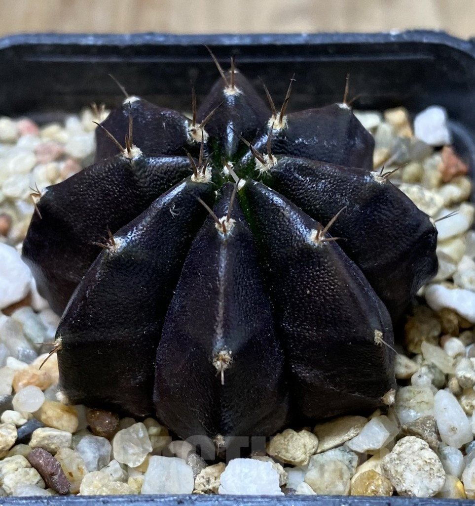 SHPR40093 Gymnocalycium mihanovichii ‘Black Widow’ seedling – Bild 2