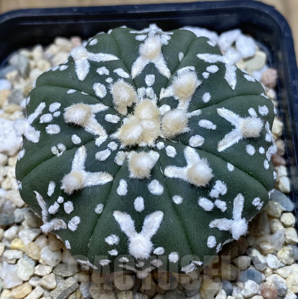 SHPR40044 Astrophytum asterias ‘Super Kabuto’ V-type f. nudum - Image 2
