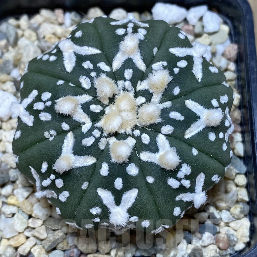 SHPR40044 Astrophytum asterias ‘Super Kabuto’ V-type f. nudum