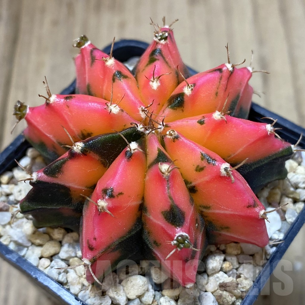 SHPR40095 Gymnocalycium mihanovichii ‘Mexican Cherry’
