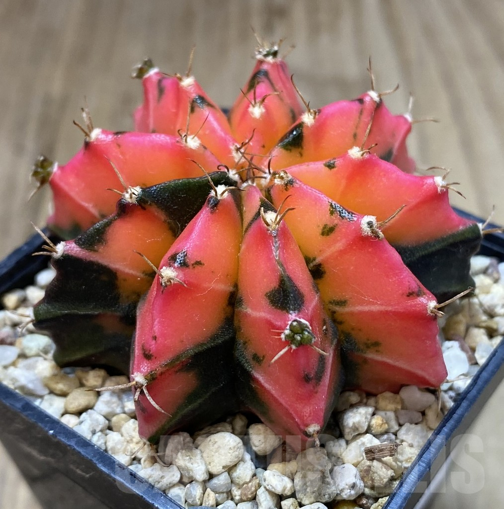 SHPR40095 Gymnocalycium mihanovichii ‘Mexican Cherry’ – Image 2