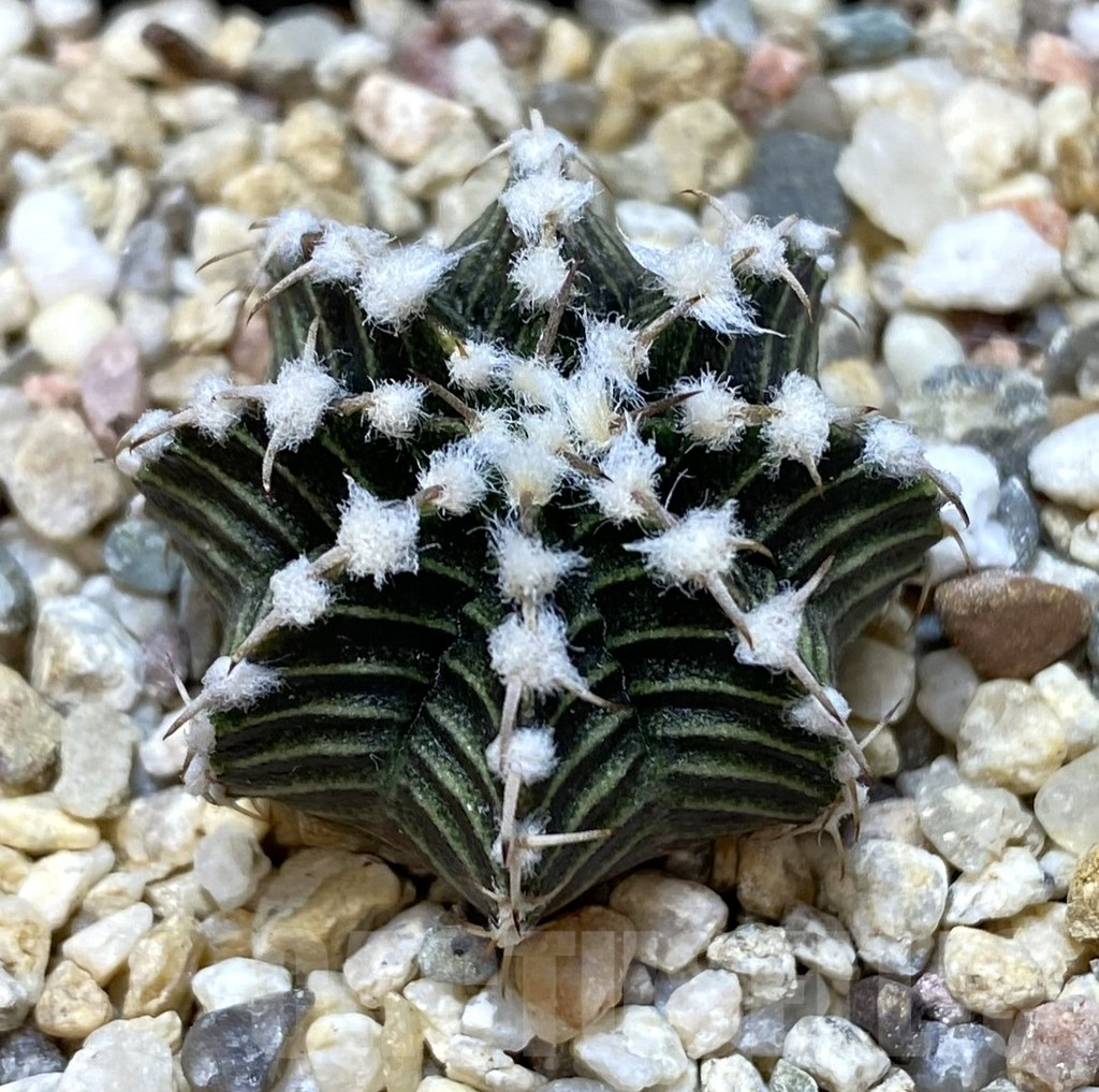 SHPR40096 Gymnocalycium friedrichii VOS1211, select form, seedling