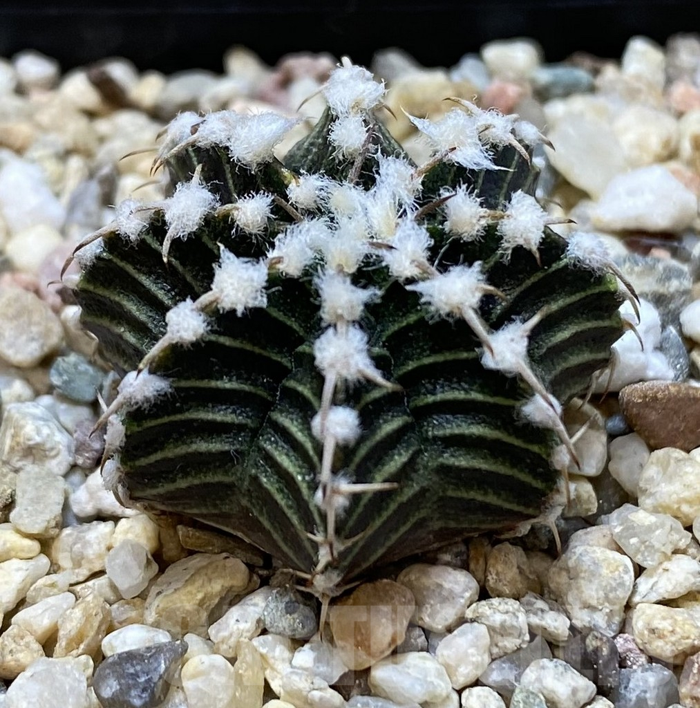 SHPR40096 Gymnocalycium friedrichii VOS1211, select form, seedling - Obrázek 2