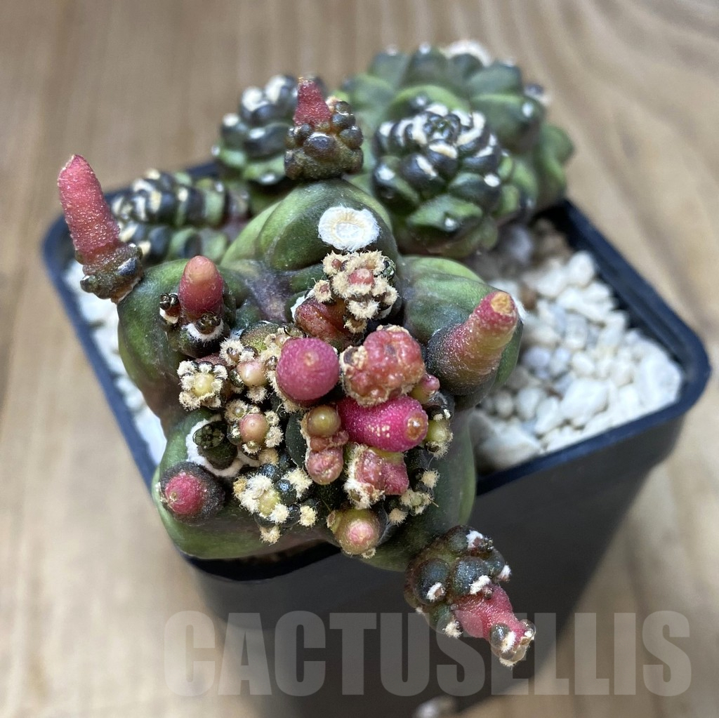 SHPR40097 Gymnocalycium mihanovichii ‘Transformer’