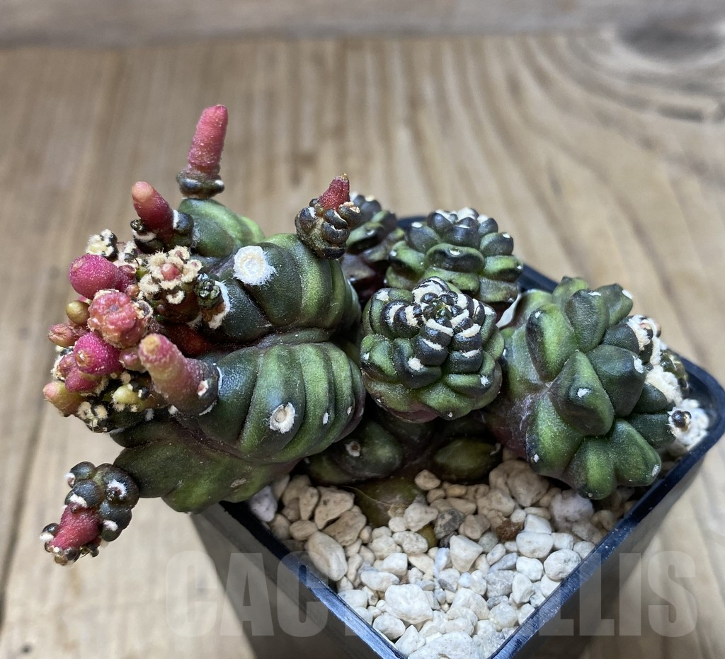 SHPR40097 Gymnocalycium mihanovichii ‘Transformer’ - Image 2