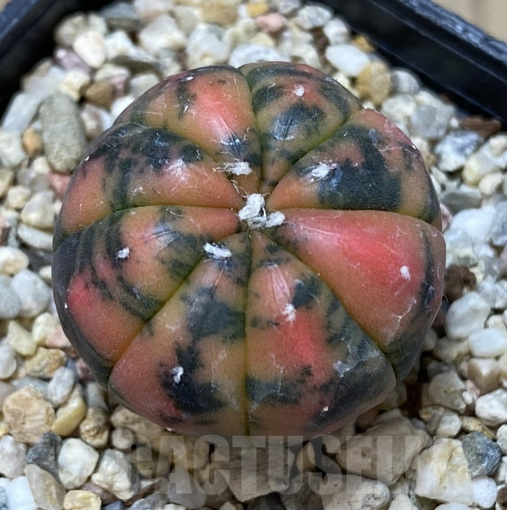 SHPR40098 Astrophytum asterias ‘Red Purple Skin’ f. variegata