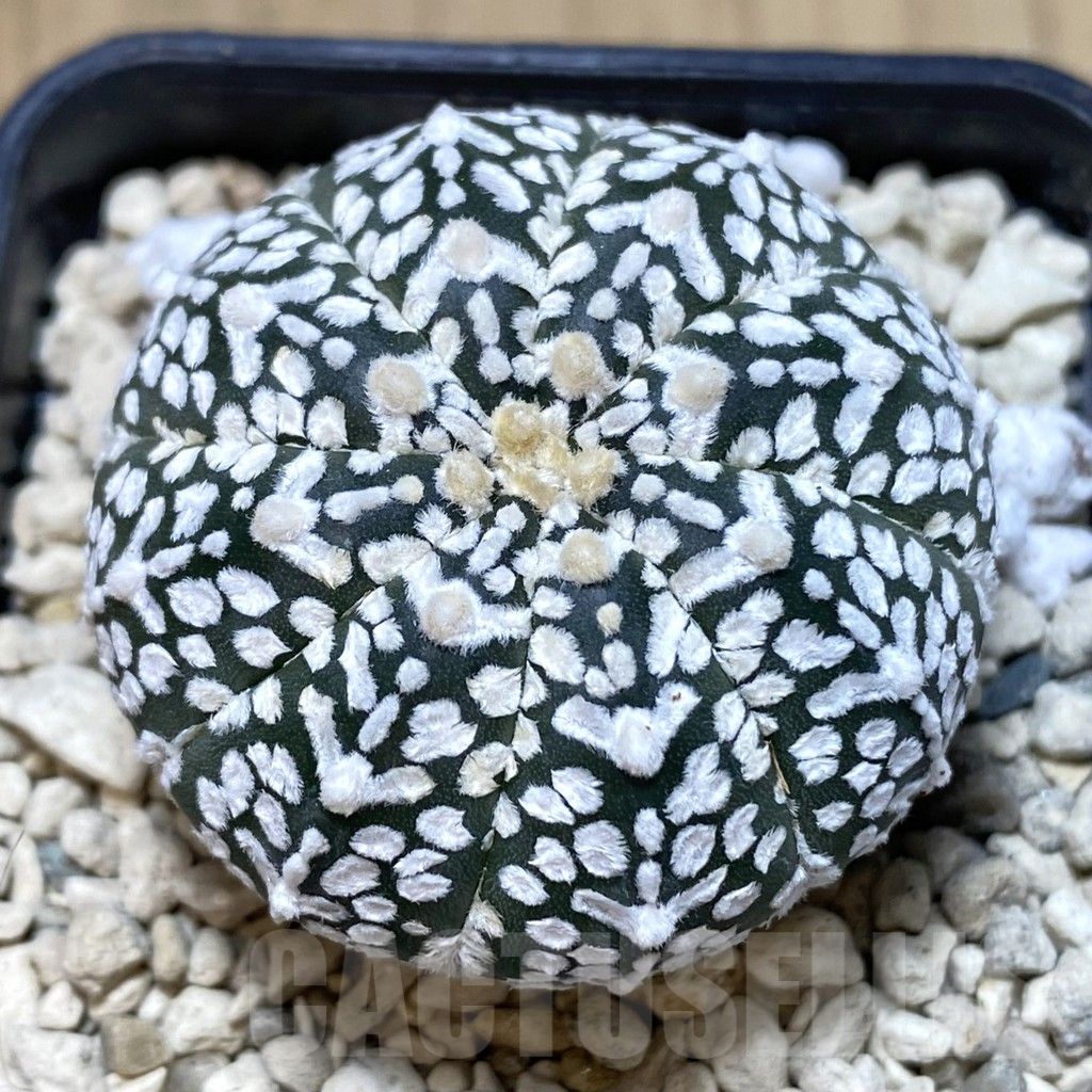 SHPR40049 Astrophytum asterias ‘Super Kabuto’ V-type