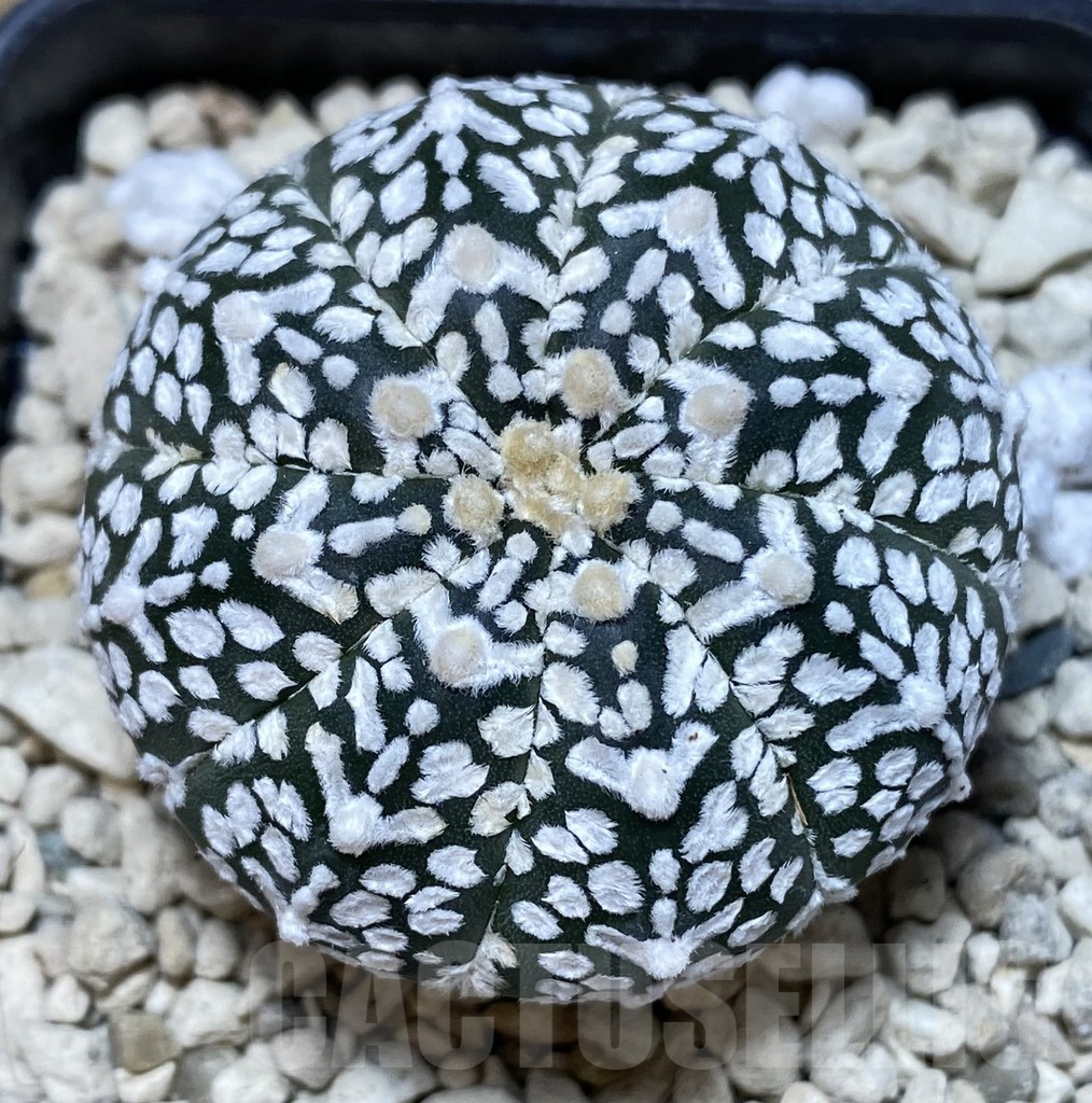 SHPR40049 Astrophytum asterias ‘Super Kabuto’ V-type - Image 2