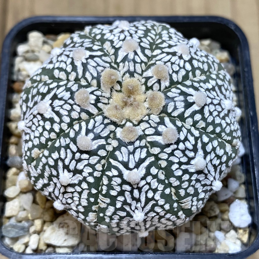 SHPR40050 Astrophytum asterias ‘Super Kabuto’ V-type