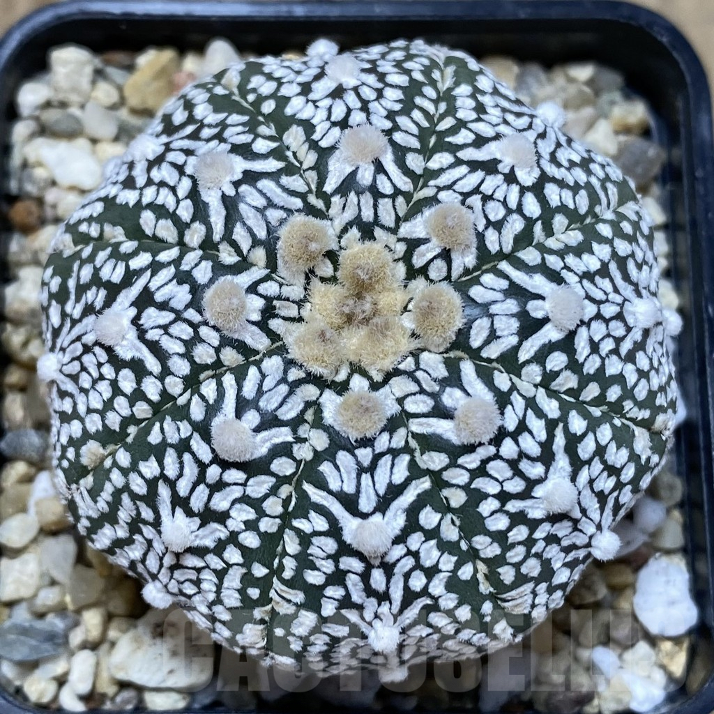 SHPR40050 Astrophytum asterias ‘Super Kabuto’ V-type - Image 2