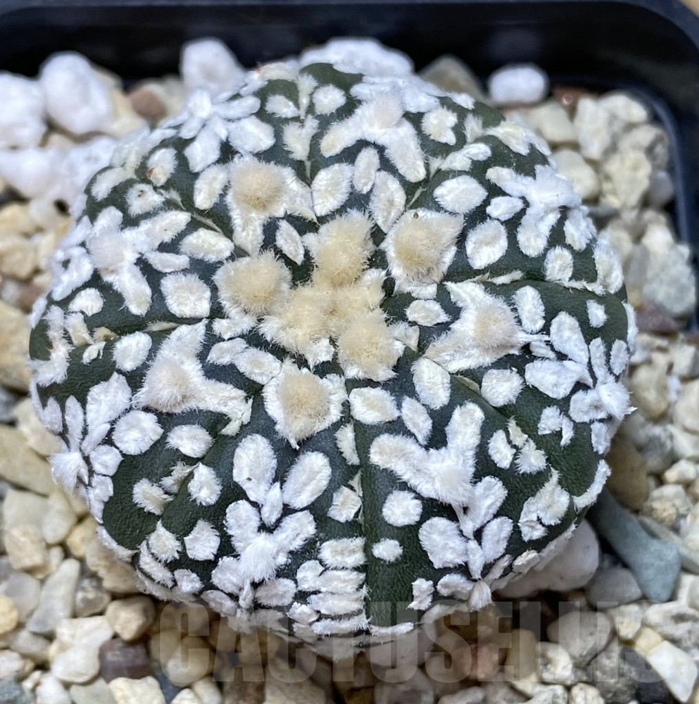 SHPR40051 Astrophytum asterias ‘Super Kabuto’ V-type