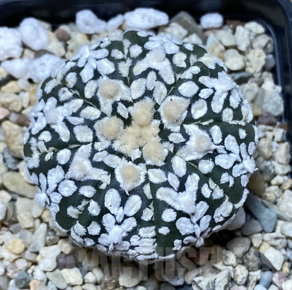 SHPR40051 Astrophytum asterias ‘Super Kabuto’ V-type - Image 2
