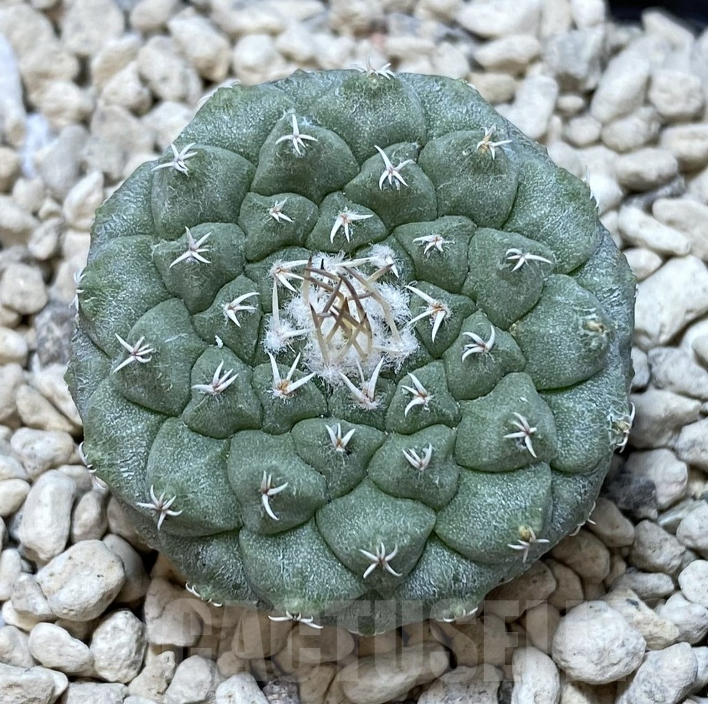 SHPR40103 Strombocactus disciformis