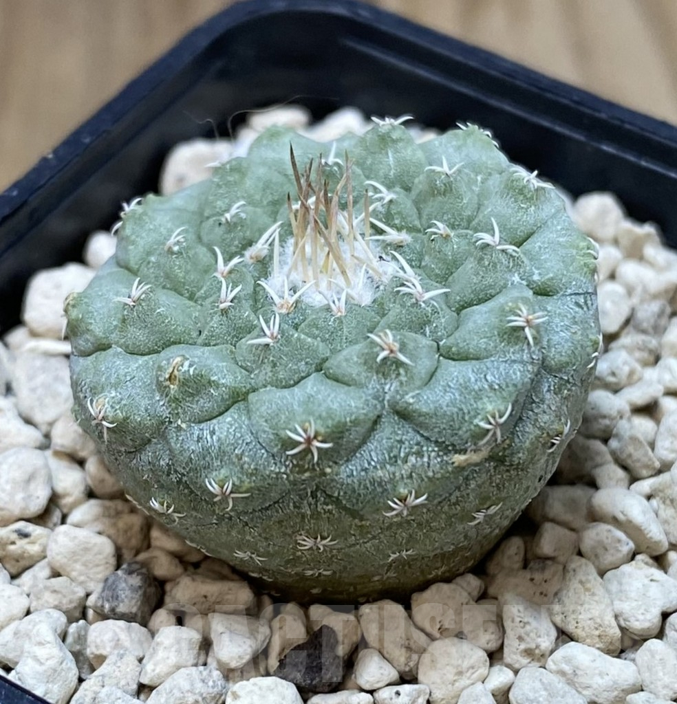 SHPR40103 Strombocactus disciformis - Imagen 2
