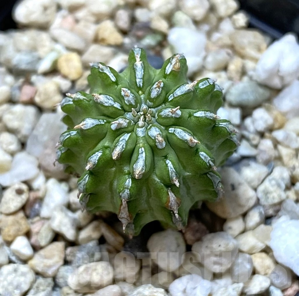 SHPR40105 Euphorbia sepulta