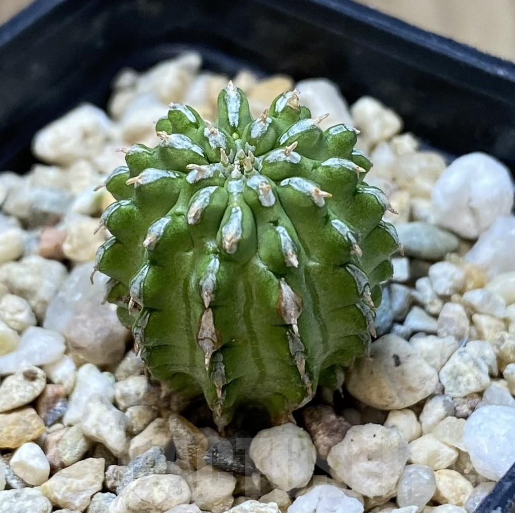 SHPR40105 Euphorbia sepulta - Зображення 2