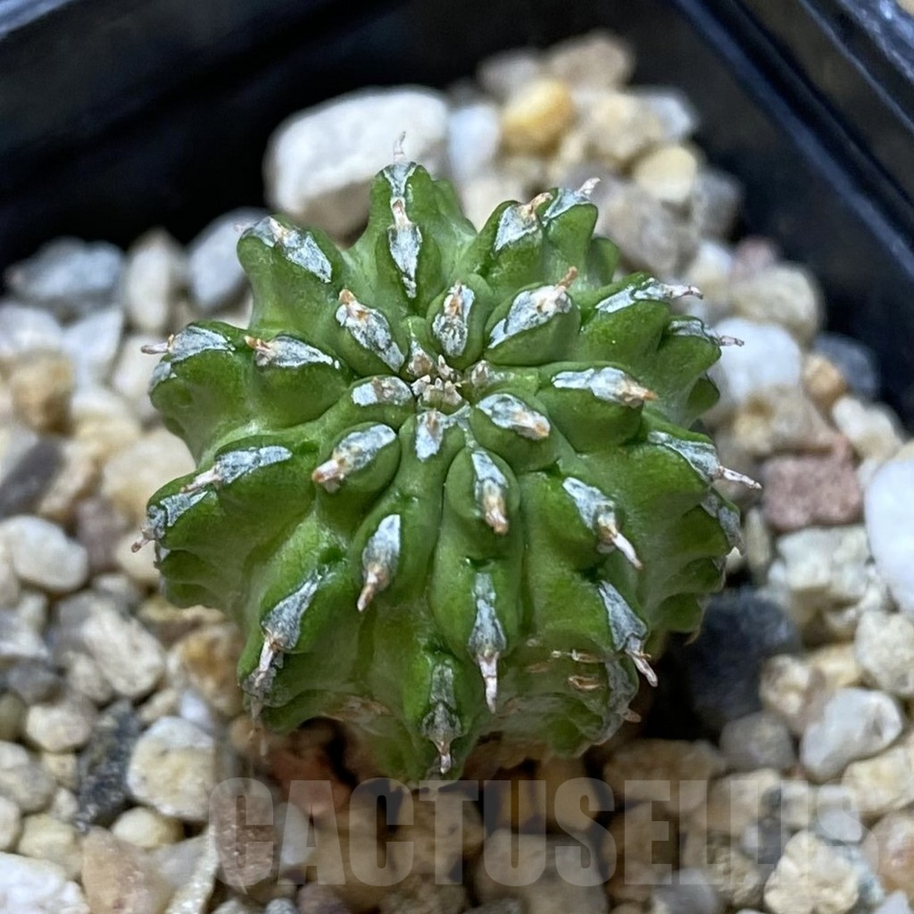 SHPR40106 Euphorbia sepulta