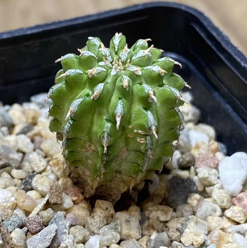 SHPR40106 Euphorbia sepulta - 画像 (2)