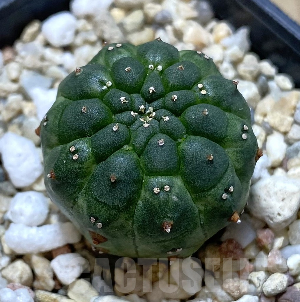 SHPR40107 Euphorbia gymnocalycioides