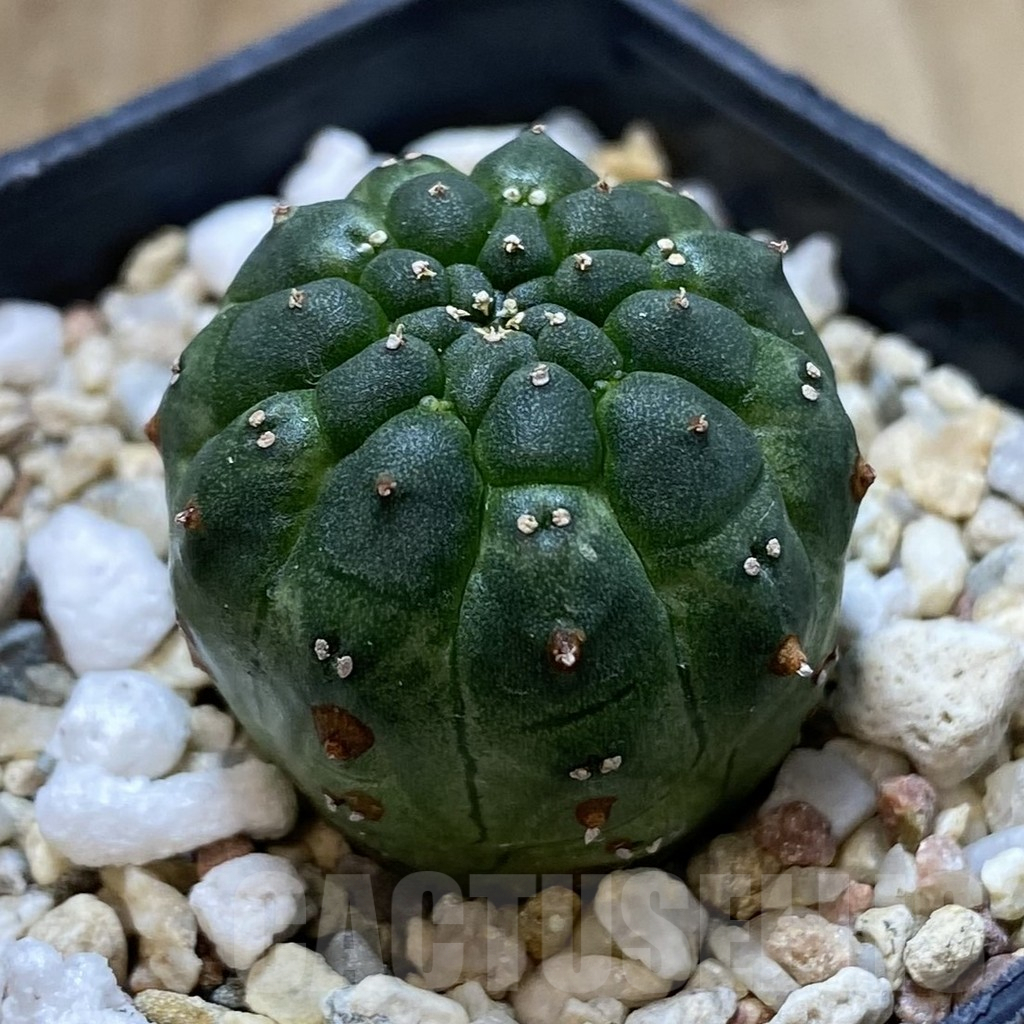 SHPR40107 Euphorbia gymnocalycioides - Image 2