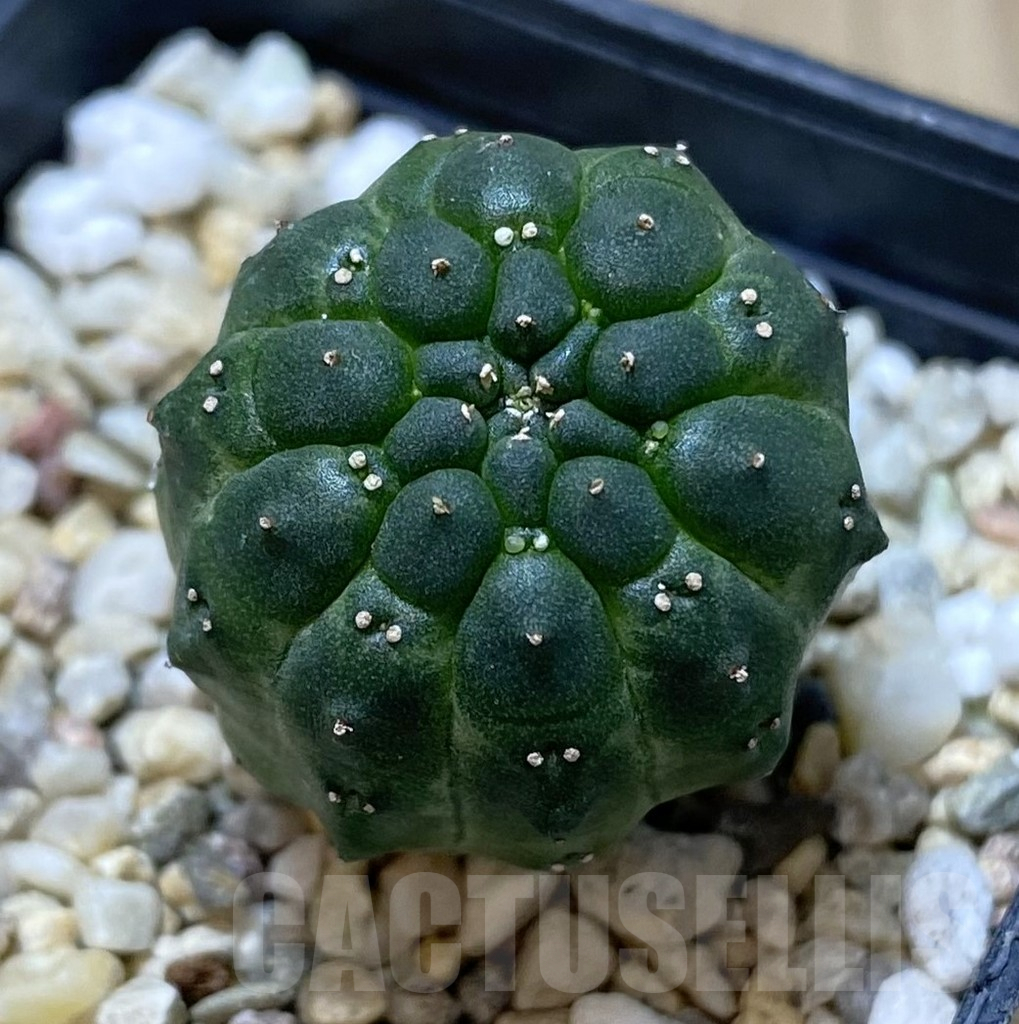 SHPR40108 Euphorbia gymnocalycioides