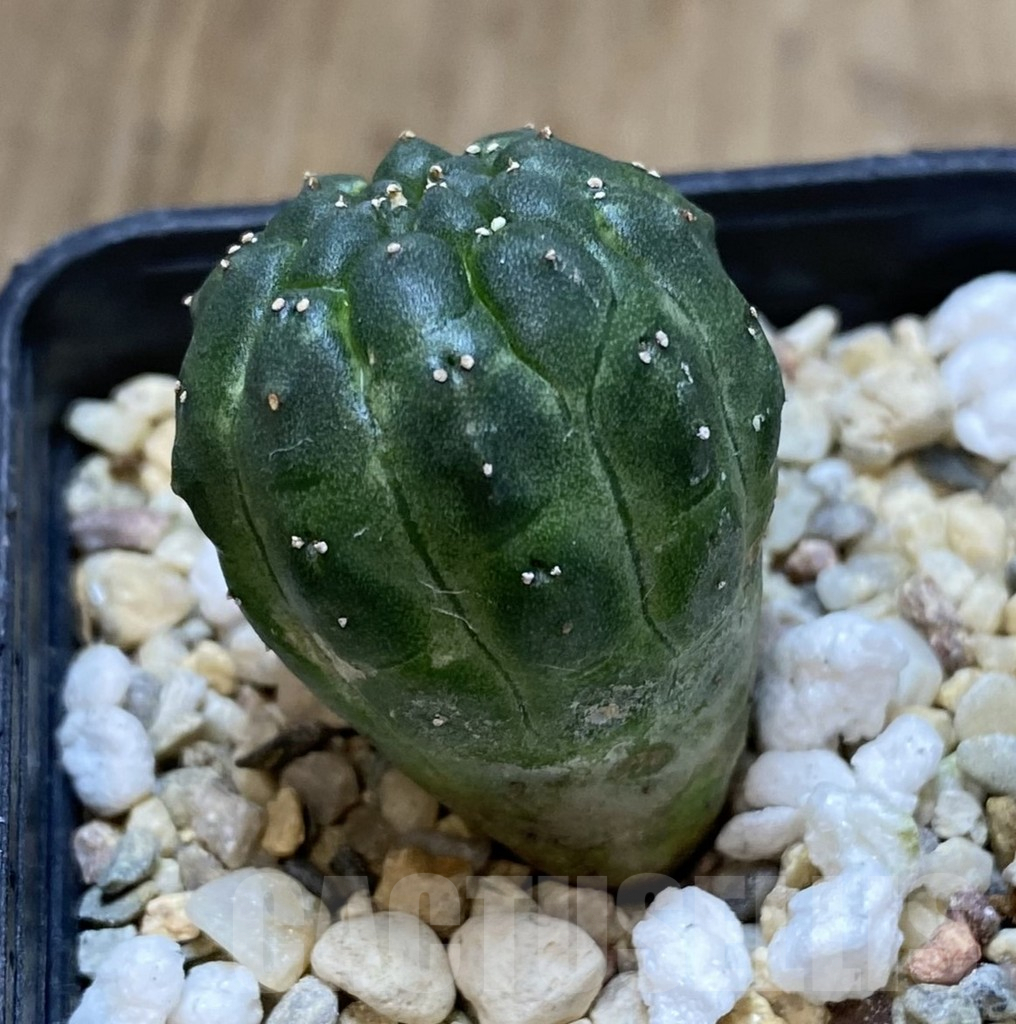 SHPR40108 Euphorbia gymnocalycioides - Image 2